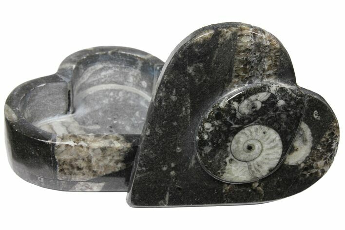 Fossiliferous Limestone Box With Goniatites & Orthoceras #123552